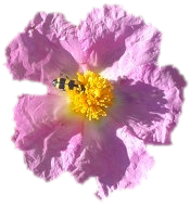 Logo Zistrose Naturheilpraxis