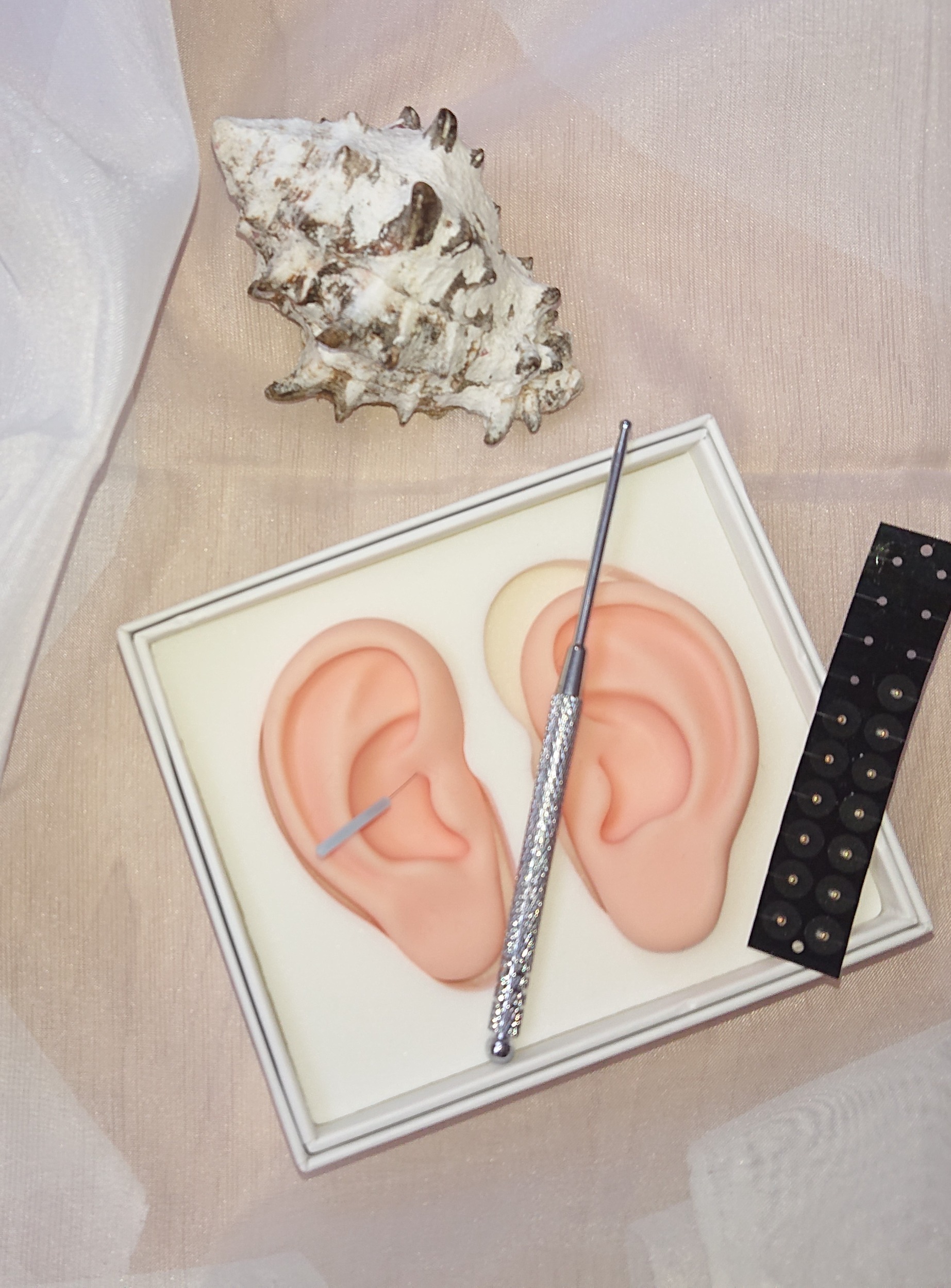 Ohrenmodell mit Akupunkturnadel, Punktsucher und aufklebbaren Ohrsamen